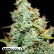 Kera Seeds Medical Amnesia Mac Ganja Haze AKA Medical AMG Haze