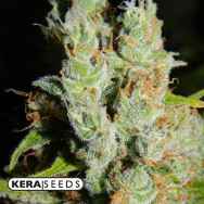 Kera Seeds Medical Buddha