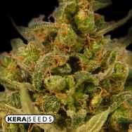 Kera Seeds Medical Skunk