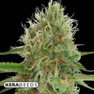 Kera Seeds Medical White Widow