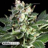 Kera Seeds OG Kush