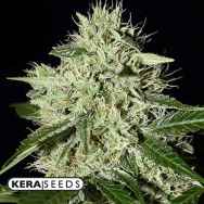 Kera Seeds Royal Queen Diamonds Auto