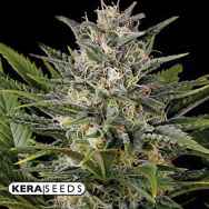 Kera Seeds Royal Queen Diamond