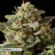 Kera Seeds White Widow AUTO