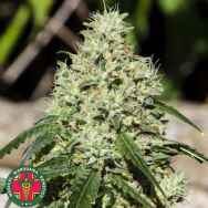 Medical Marijuana Genetics Seeds Nagual (NG-1)