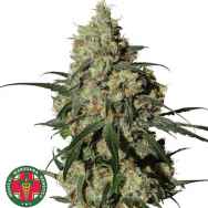 Medical Marijuana Genetics Seeds Orinoco (OR-1)