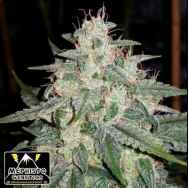 Mephisto Genetics 4 Assed Monkey