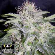 Mephisto Genetics 24 Carat