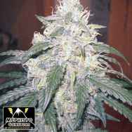 Mephisto Genetics Beary White