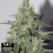 Mephisto Genetics Chemdogging