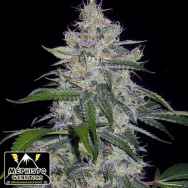 Mephisto Genetics Fantasmo Express