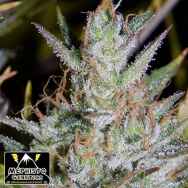 Mephisto Genetics Hubbabubbasmelloscope