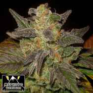 Mephisto Genetics Tyrone Special