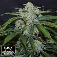 Mephisto Genetics Fugue State