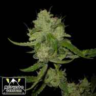 Mephisto Genetics The White Train