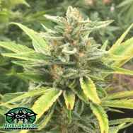 Mosca Seeds Pineapple Mayhem