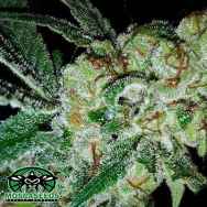 Mosca Seeds Pink Gorilla