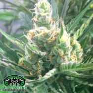 Mosca Seeds Pink Lemon-Aid