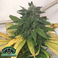 Mosca Seeds White Widow