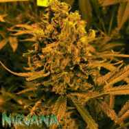 Nirvana Seeds AUTO Blueberry Kush