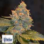 NorStar Genetics Seeds Alcatraz OG