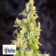 NorStar Genetics Seeds Chelumbian