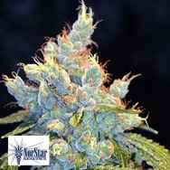 NorStar Genetics Seeds Frisco OG