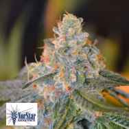 NorStar Genetics Seeds LandsEnd