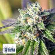 NorStar Genetics Seeds Midnight Fire