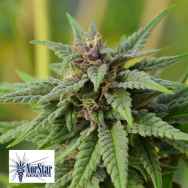 NorStar Genetics Seeds MoonShadow