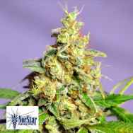 NorStar Genetics Seeds Panama Jack