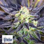 NorStar Genetics Seeds Pretty Wicked