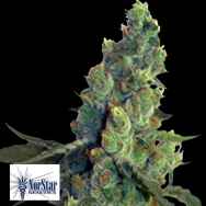 NorStar Genetics Seeds Sour Chelumbian