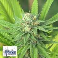 NorStar Genetics Seeds The Mission