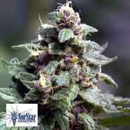 NorStar Genetics Seeds Vintner's Moonshine