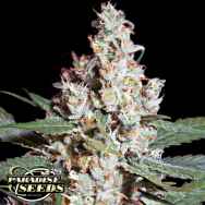 Paradise Seeds Chong's Choice L.A. Amnesia