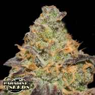 Paradise Seeds Chong's Choice Blue Kush Berry