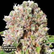 Paradise Seeds Chong's Choice Mendocino Skunk