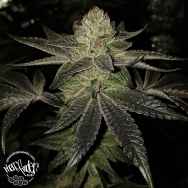 Pheno Finder Seeds Simple Wedding Cake S1