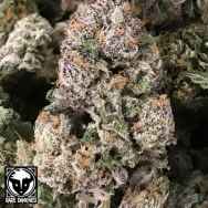 Rare Dankness Seeds Dark GhostTrain