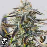 Rare Dankness Seeds Jenny Kush