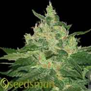 Seedsman Seeds Afghan Kush