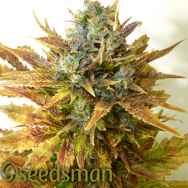 Seedsman Seeds Auto Sour Diesel Haze