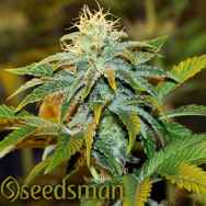 Seedsman Seeds Girl Scout Crack