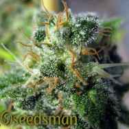 Seedsman Seeds Jack Herer