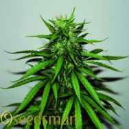 Seedsman Seeds Jungle Wreck