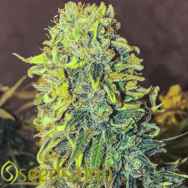 Seedsman Seeds Original Skunk #1 Fast