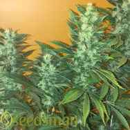 Seedsman Seeds Power Africa Fast