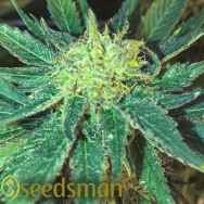 Seedsman Seeds White Widow Fast