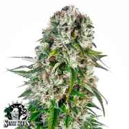 Sensi Seeds Big Bud AUTO